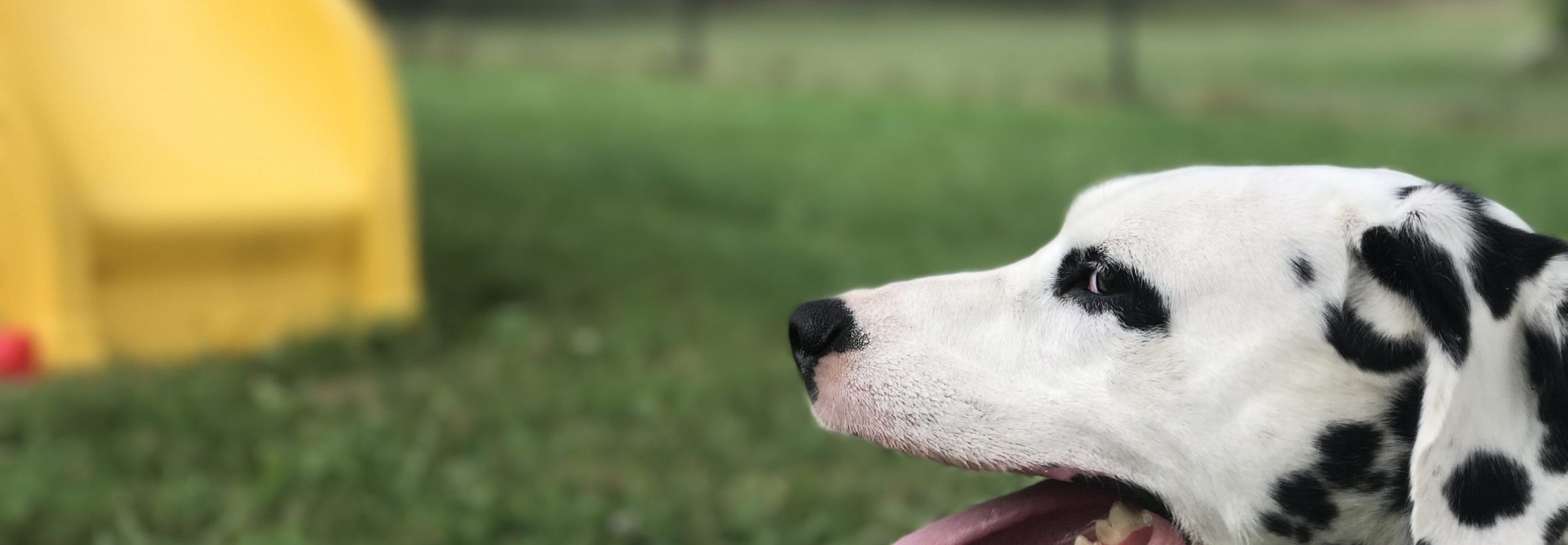 Dog Obedience Training Indiana Header