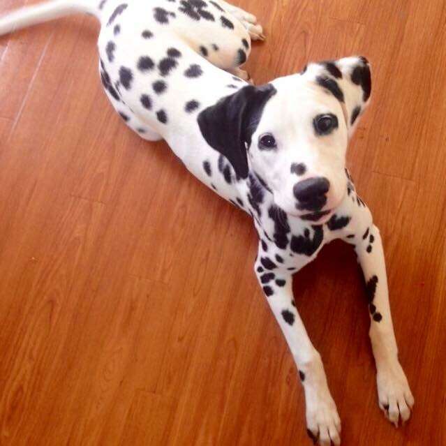 A Dalmatian laying on a tile floor after completing a board and train session in Fort Wayne, IN.