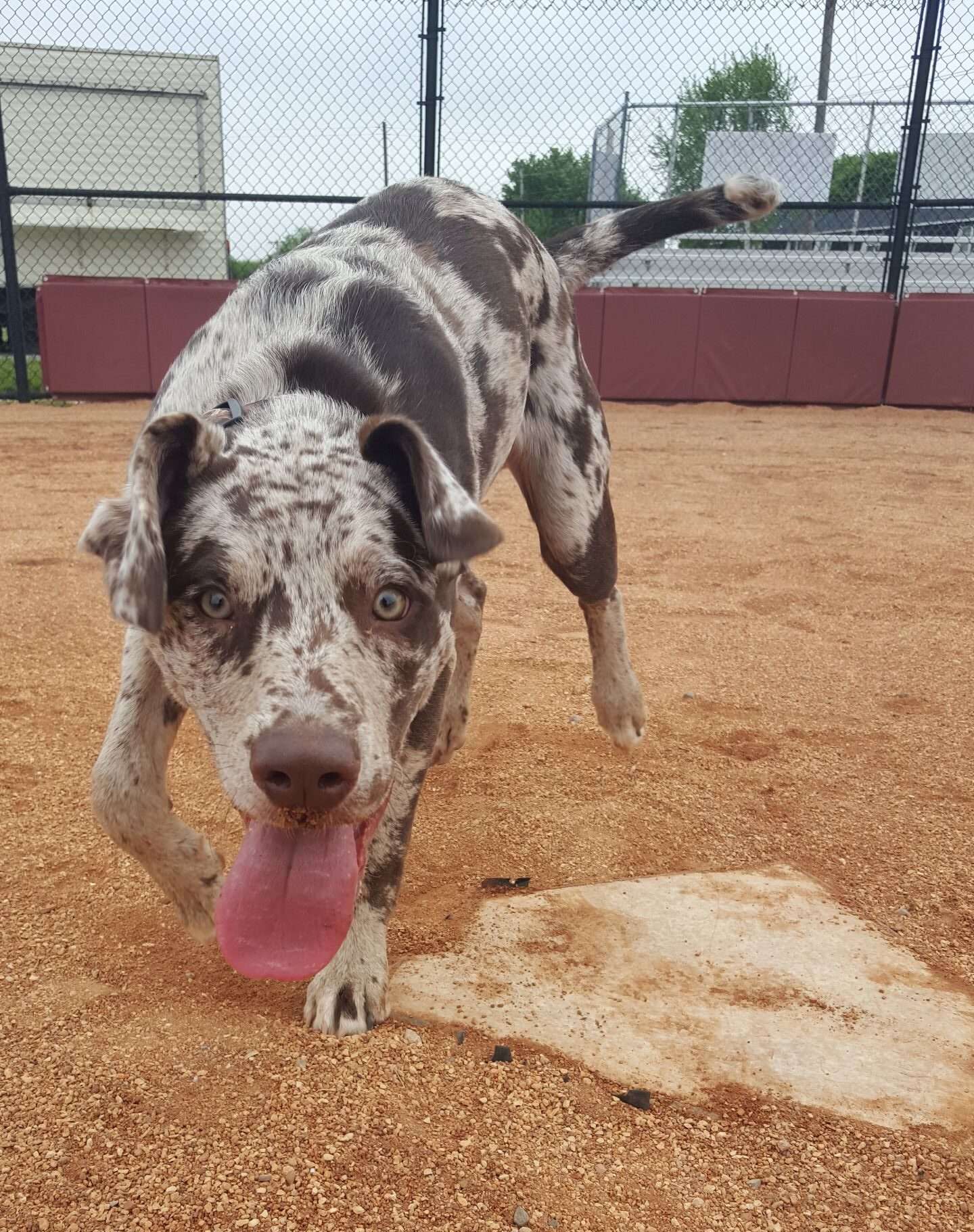 A Catahoula dog standing over a baseball home plate during a professional dog training board and train in Indianapolis, Indiana.