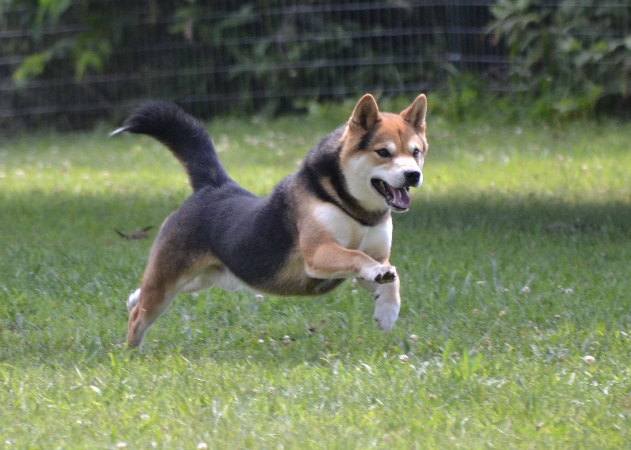 A joyful Shiba Inu leaping through a grassy yard during a professional dog training session in Lafayette, Indiana