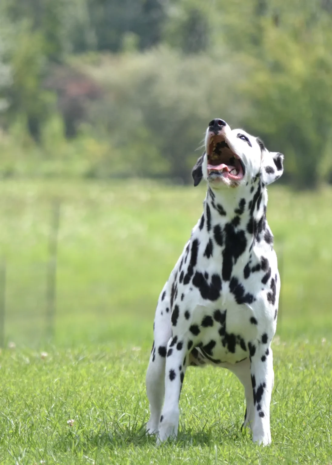 Remy, Lee's Dalmatian, standing calm and attentive off leash in a grass field after training