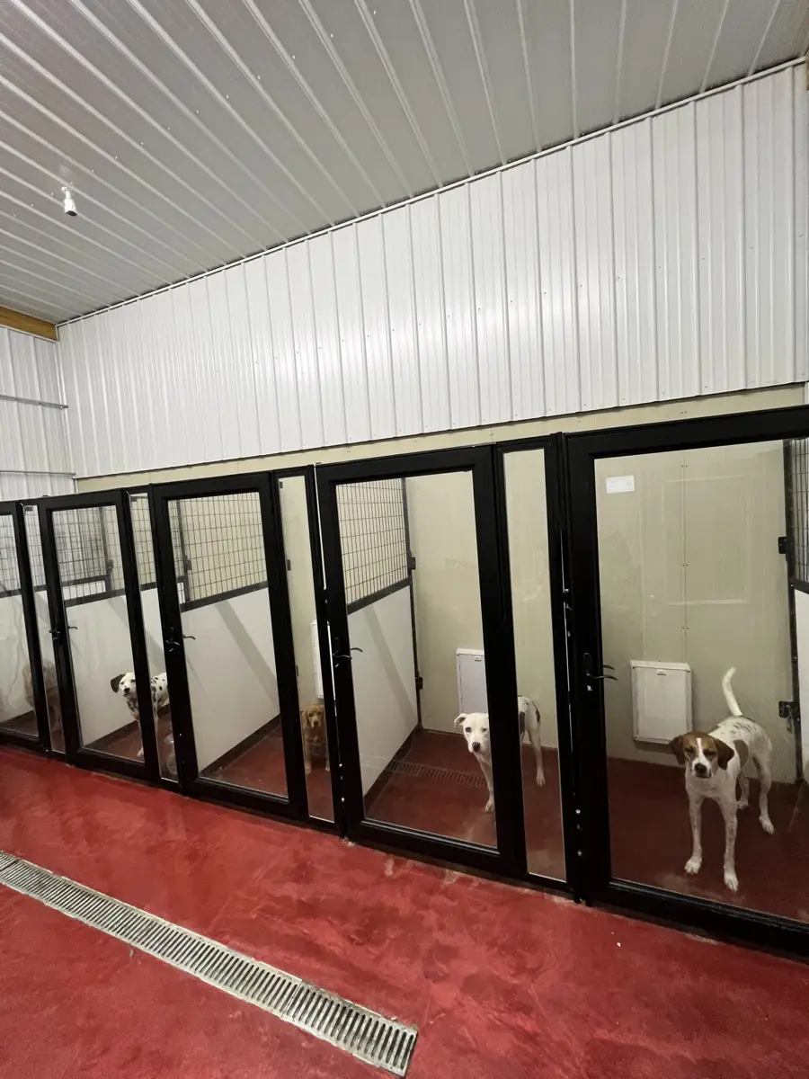 Dogs in their runs inside Lee&rsquo;s climate-controlled kennel building