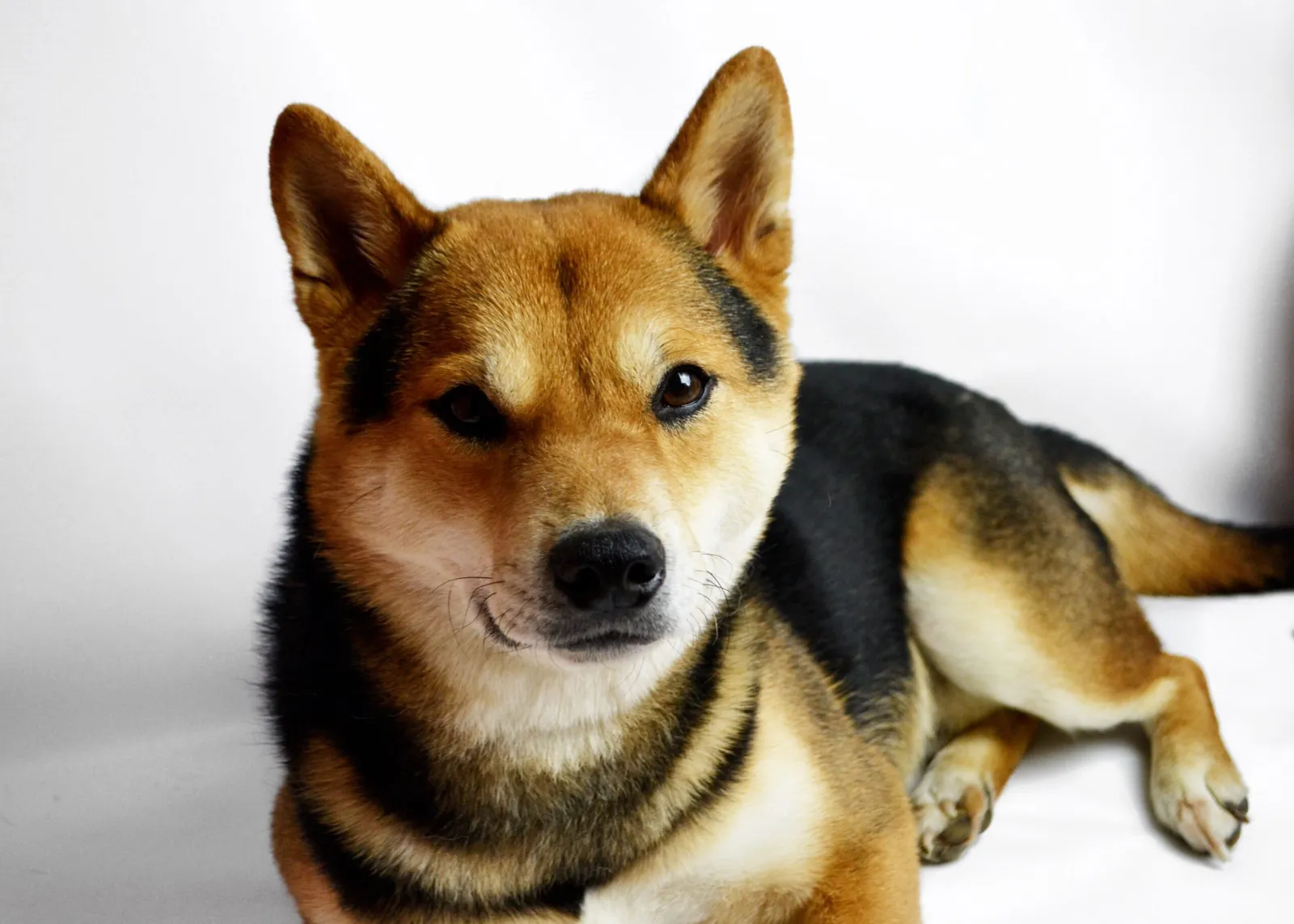 Meeko, Lee's Shiba Inu, lying on a white background