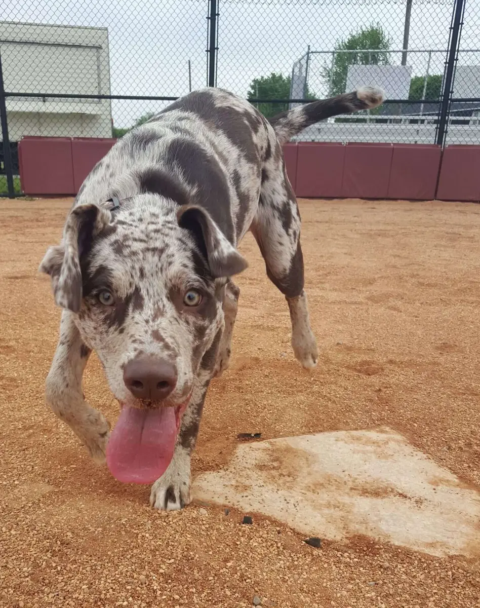 A merle dog standing in a dirt training yard