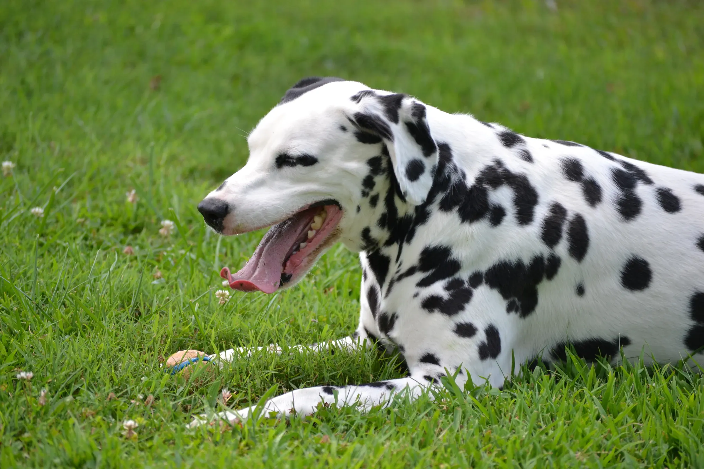 A Dalmatian lying calmly in the grass in a relaxed down