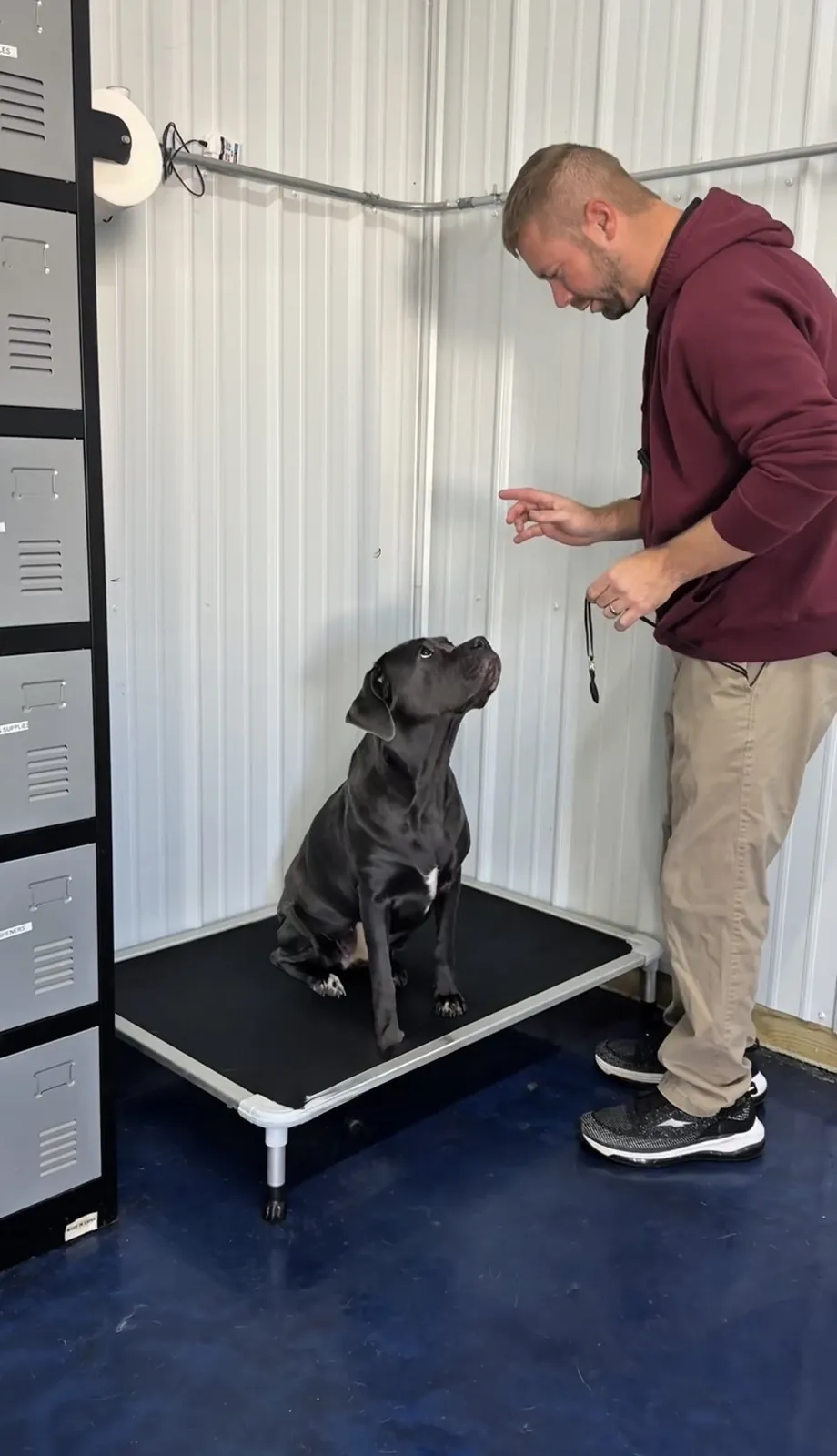 Lee Seibold training a calm Cane Corso sitting on a place cot