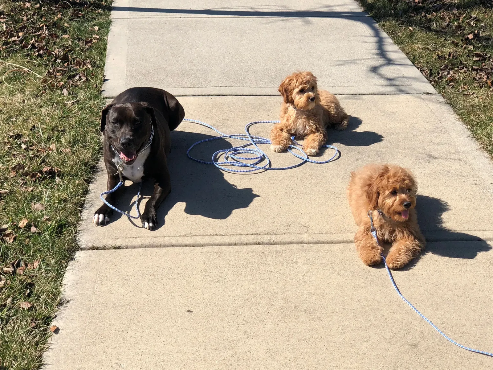 Two goldendoodle puppies and a black Lab holding a down on a sidewalk, leashes dropped