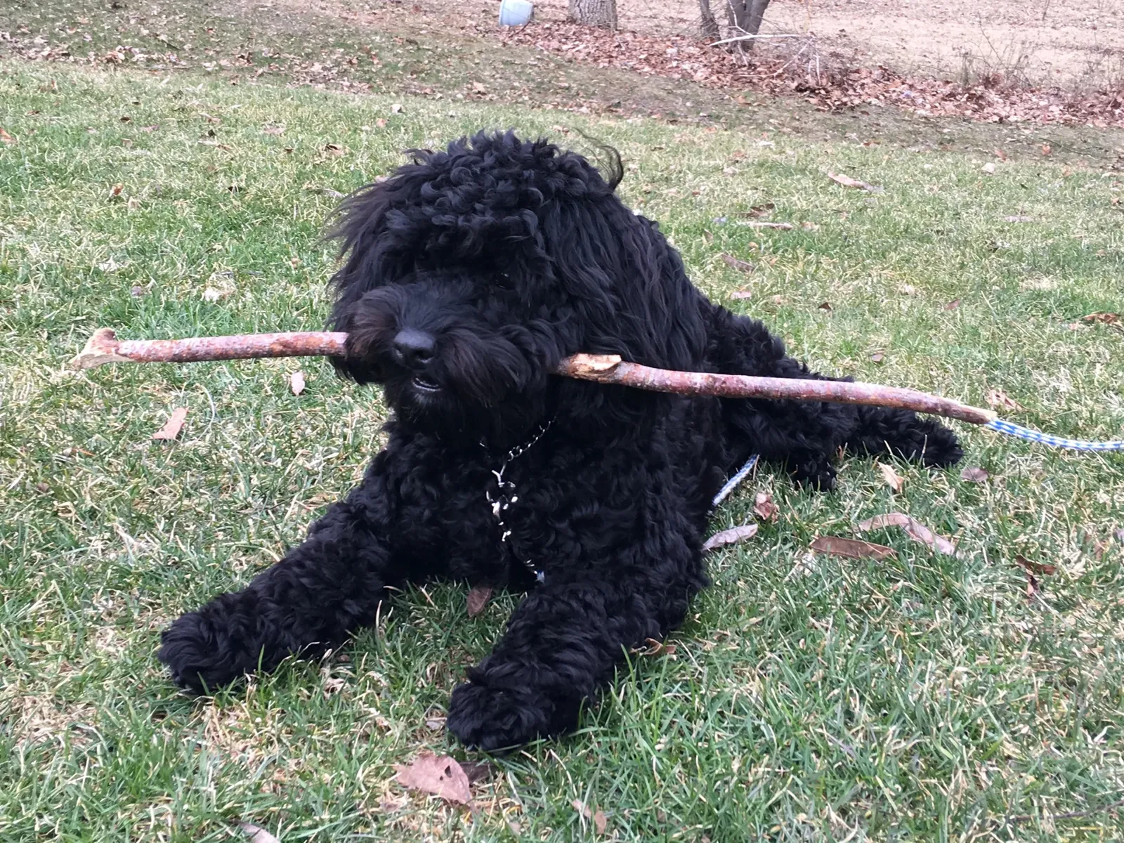 A black labradoodle lying in the grass with a stick