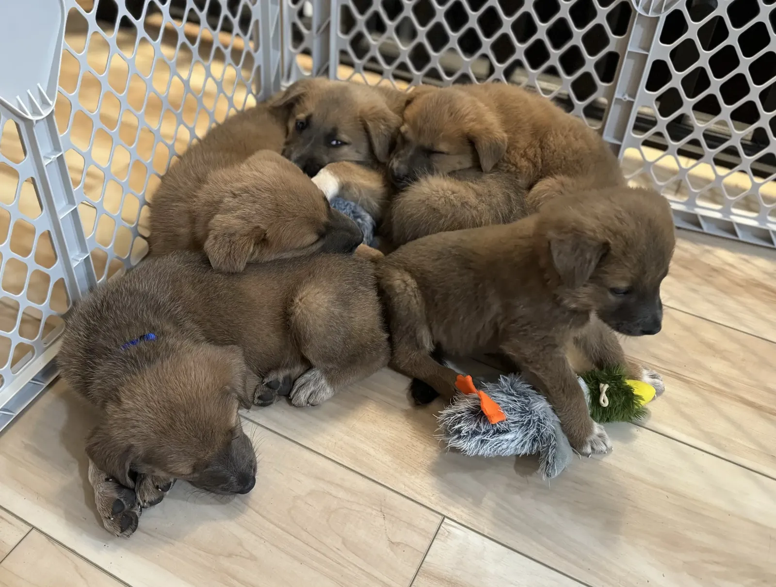 A litter of puppies resting together in a pen