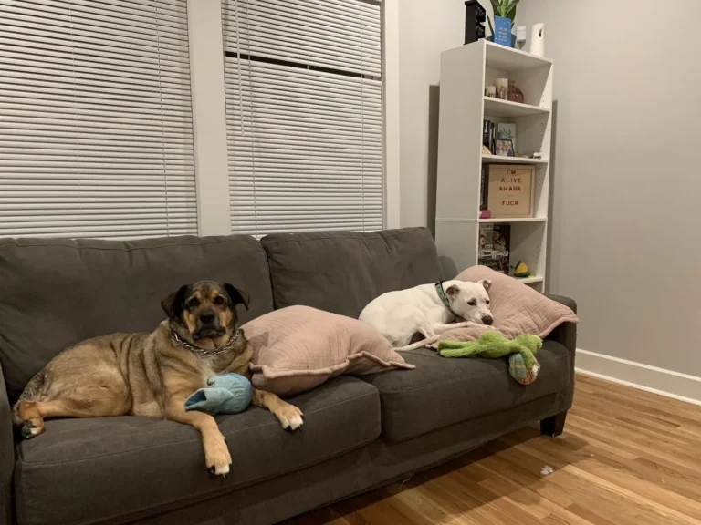 A shepherd mix and a small white dog relaxing on a living room couch