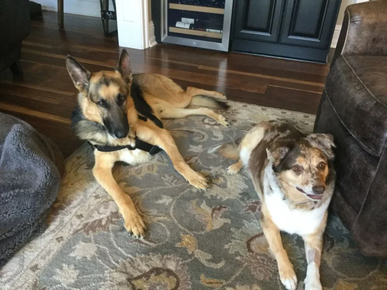 A German Shepherd and an Australian Shepherd mix lying calmly on a living room rug