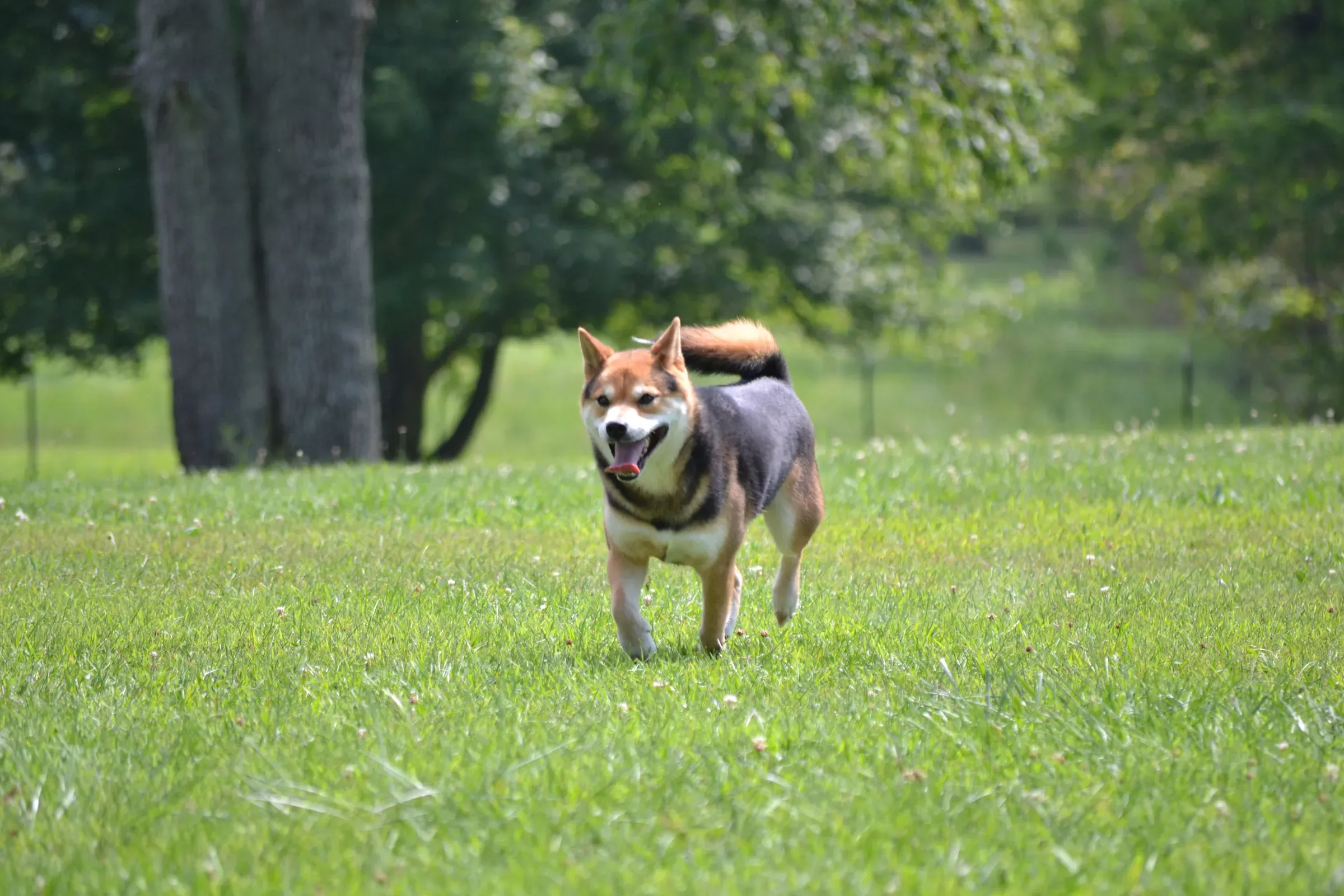 A Shiba Inu trotting off leash across an open field during training