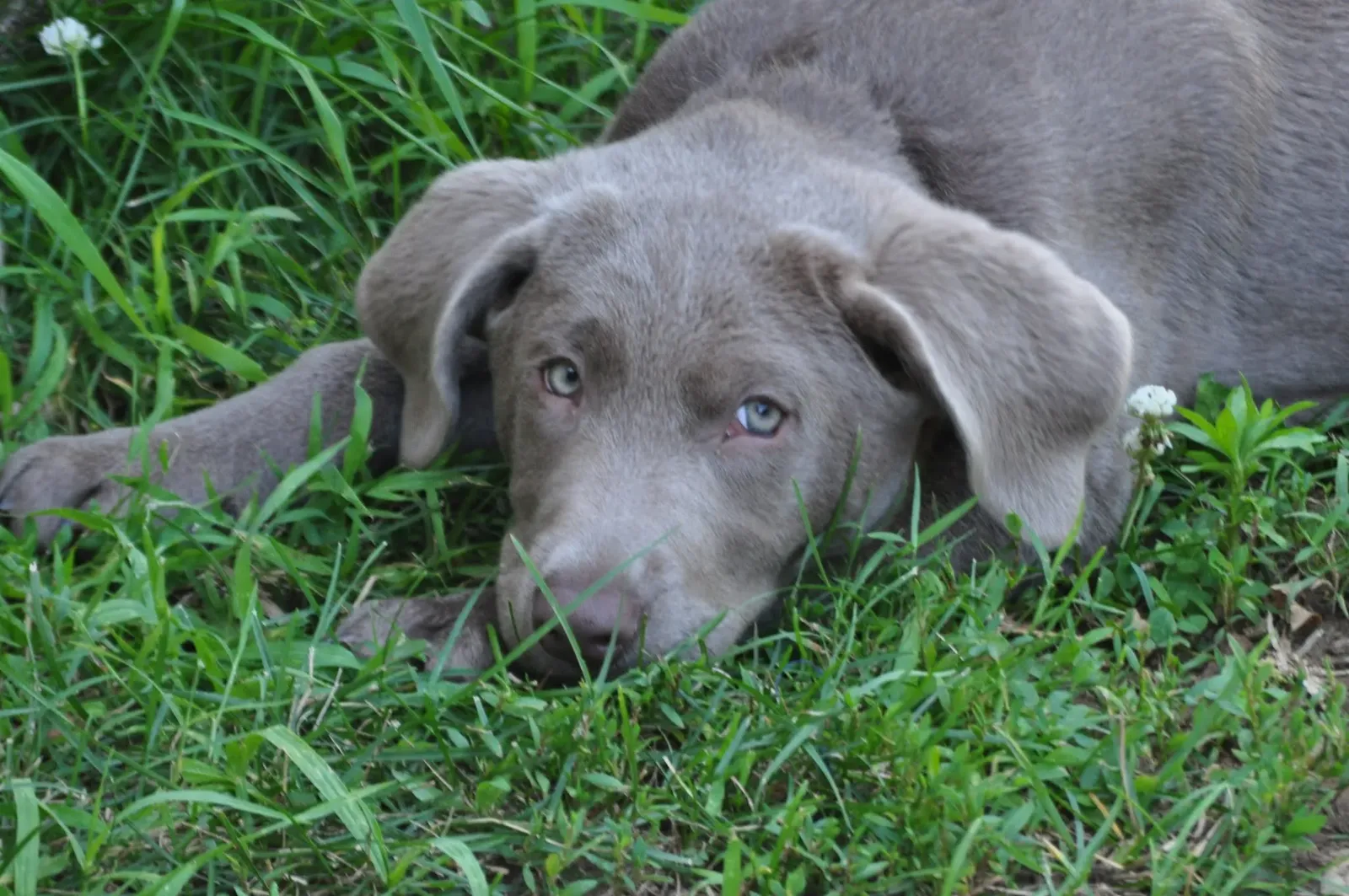A silver Lab puppy lying calmly in the grass